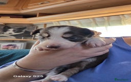 Border Collie dogs for sale: Stunning border collie puppies  - Image 6