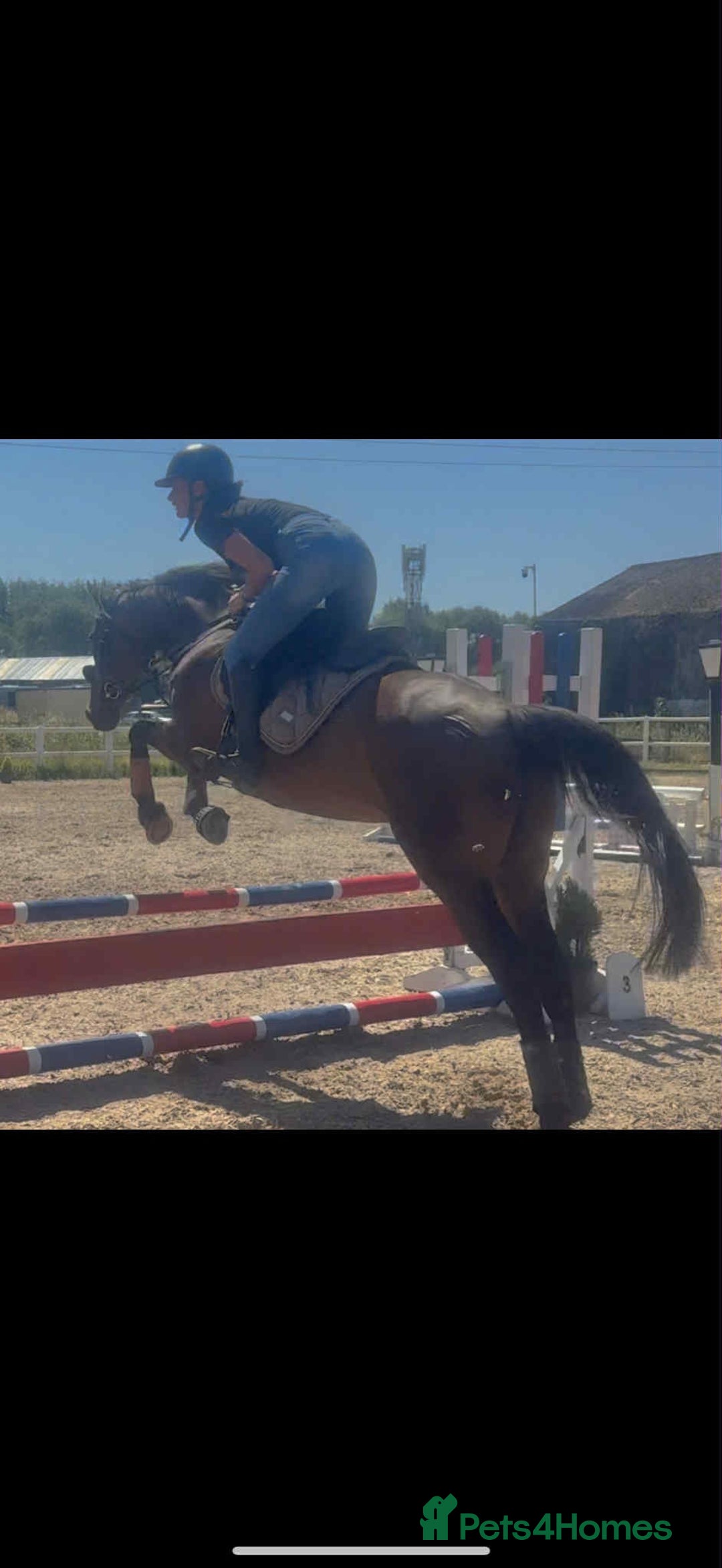 English Thoroughbred horses for sale: Remny - Teenagers fun project  - Image 5