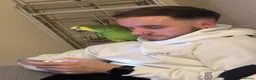 Parrots birds for sale: Blue Fronted Amazon  in Saint Leonards-on-sea - Advert 3