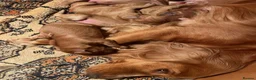 Cockapoo dogs for sale: 6 beautiful cockapoos  - Advert 3