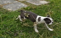 Boston Terrier dogs for sale: last Blue girl Bosto Terrier offers considered  in Leeds - Image 12