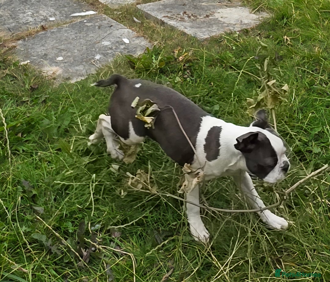 Boston Terrier dogs for sale: last Blue girl Bosto Terrier offers considered  in Leeds - Image 12