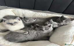 British Shorthair cats for sale: British shorthair kittens - Image 14