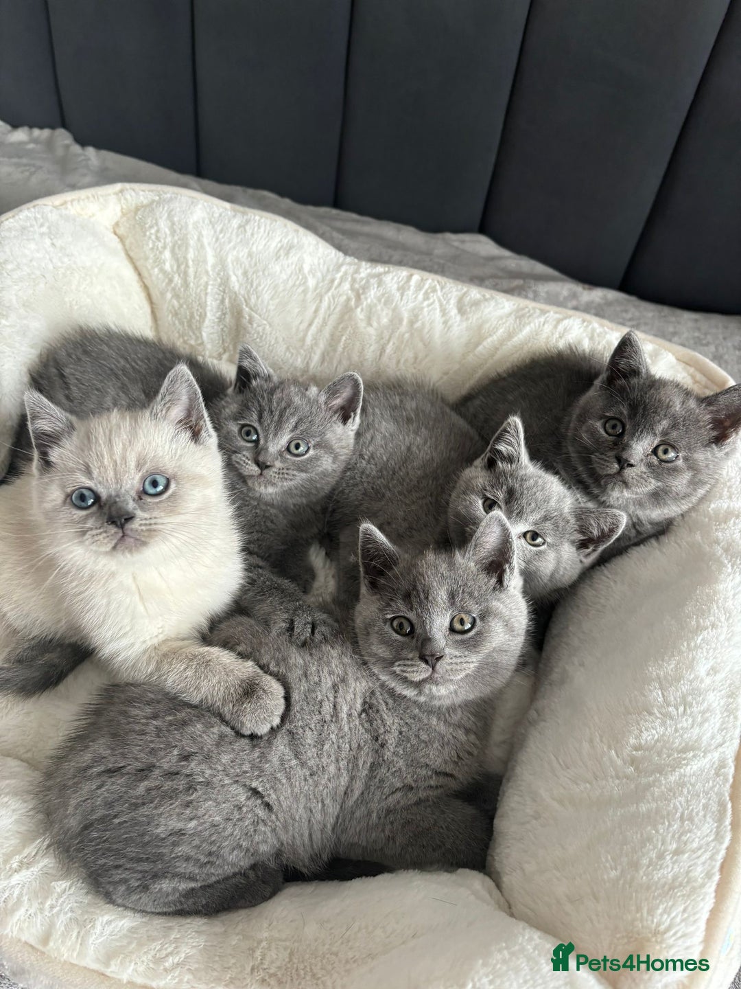 British Shorthair cats for sale: British shorthair kittens - Image 14