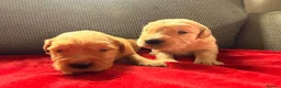 Golden Retriever dogs for sale: Health Tested Gold/Red KC Golden Retriever Puppies - Advert 7