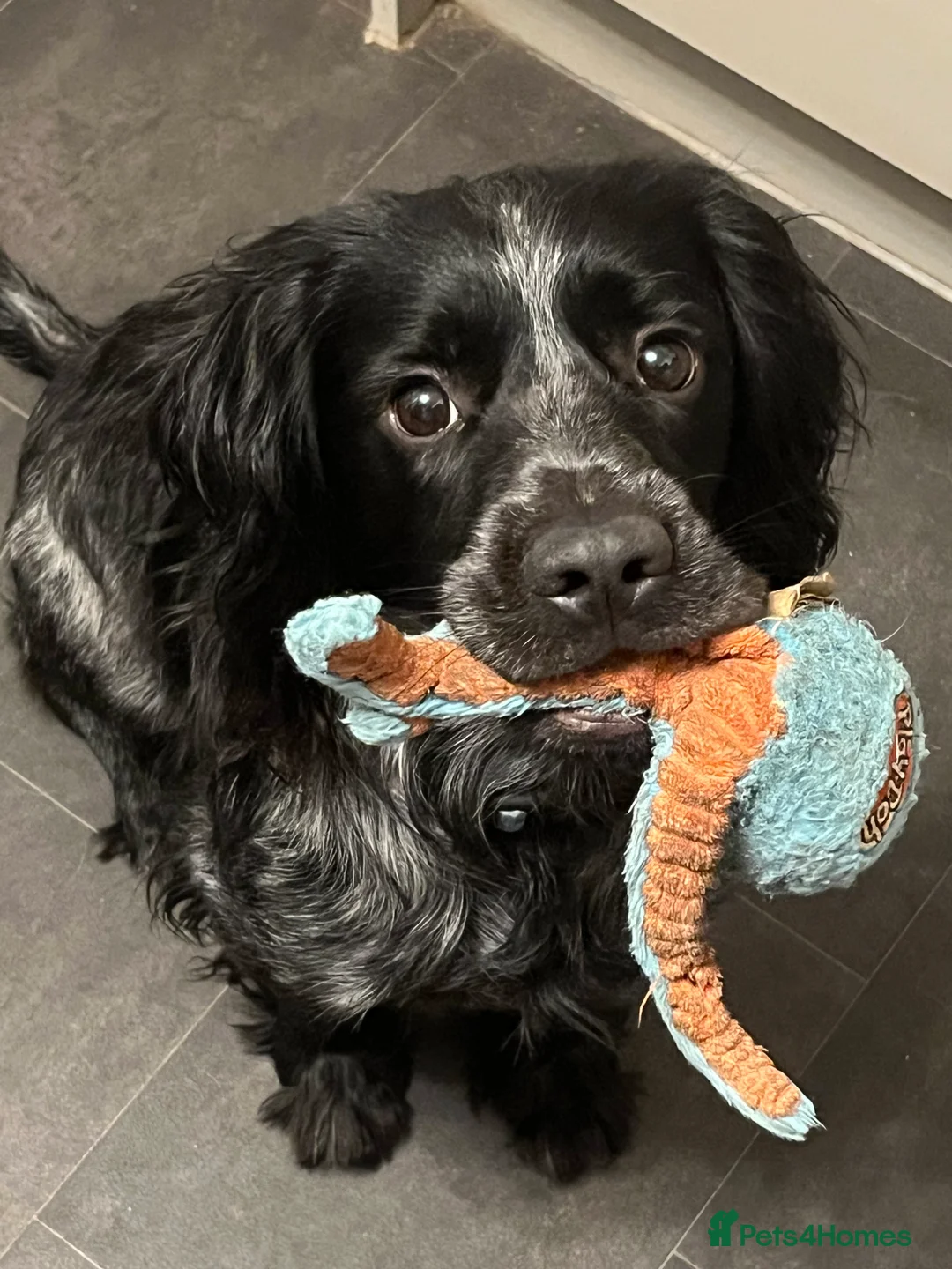 Sprocker dogs for sale: Sprocker spaniel puppies - Advert 26