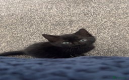 Domestic Shorthair cats for sale: Lovely male kitten for sale - Image 1