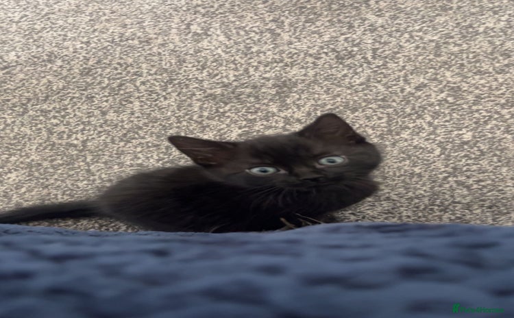 Domestic Shorthair cats - Advert 4