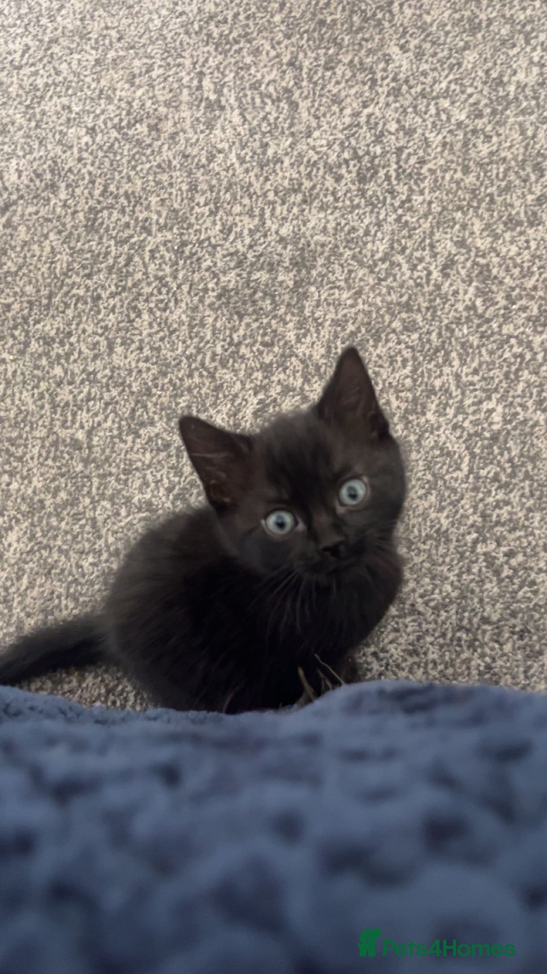 Domestic Shorthair cats for sale: Lovely male kitten for sale - Image 1