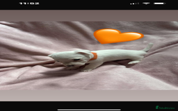 Jack Russell dogs for sale: 5 beautiful jack russel pups  - Image 9
