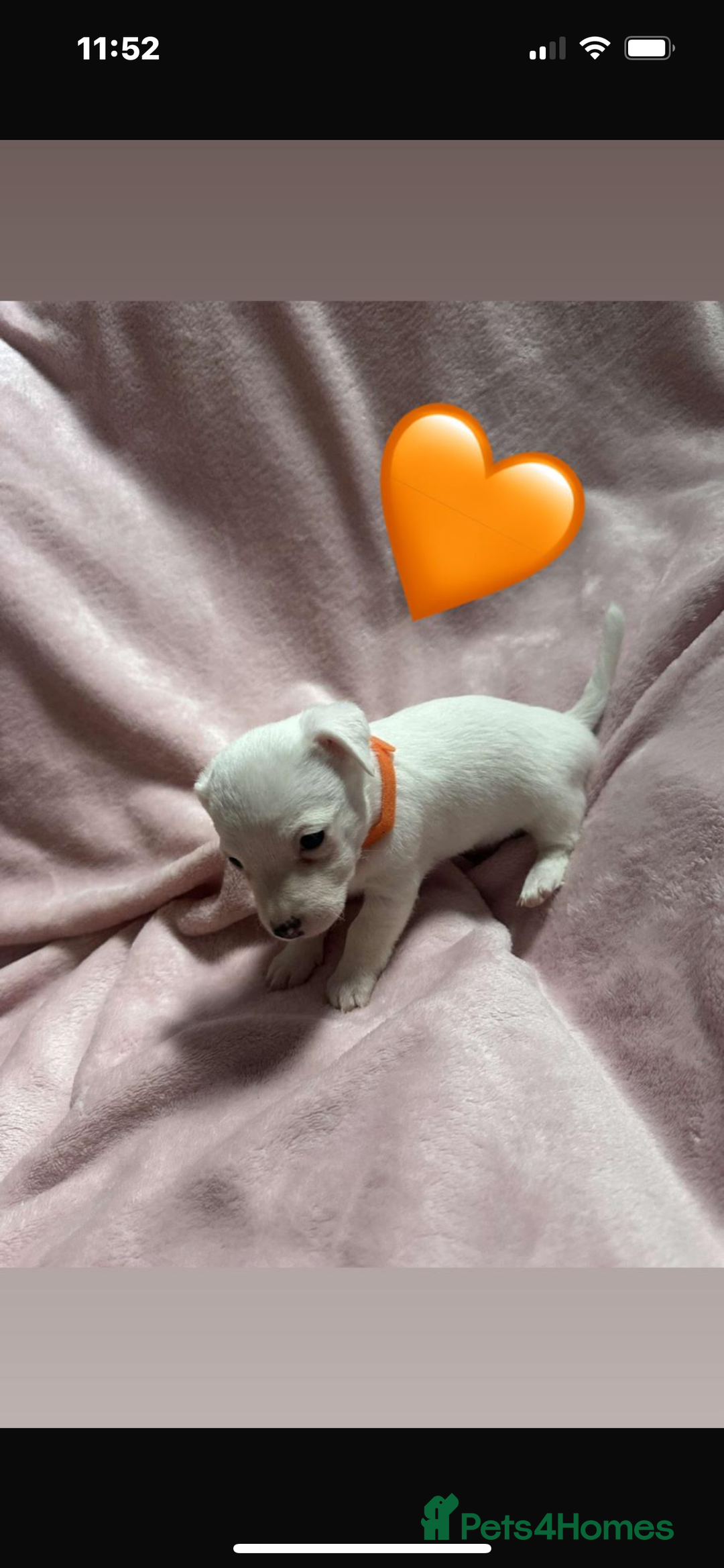 Jack Russell dogs for sale: 5 beautiful jack russel pups  - Image 9