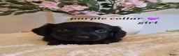 Sprocker dogs for sale:  Beautiful Sprocker puppies  in Pontypool - Advert 2