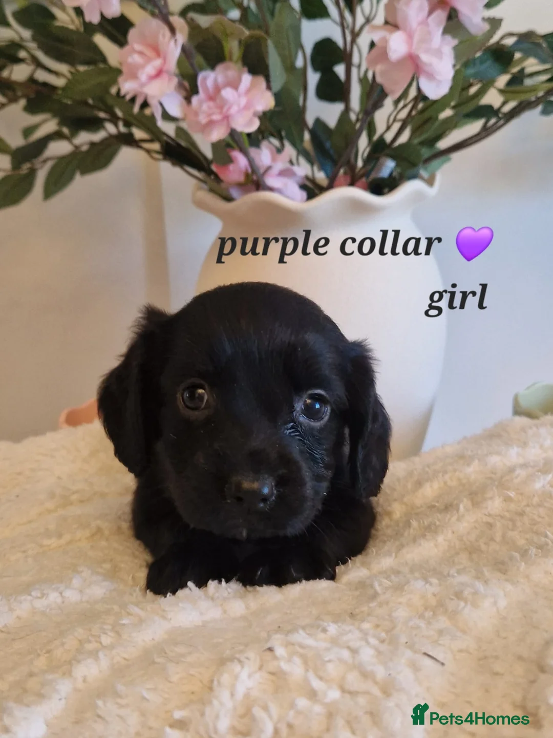 Sprocker dogs for sale:  Beautiful Sprocker puppies  in Pontypool - Advert 2