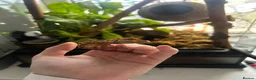 Gecko reptiles for sale: Crested gecko and bioactive terrarium  in Barrow-in-Furness - Advert 3