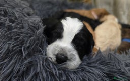 Cockapoo dogs for sale: Cockapoo Puppies Extensive Health Tested - Image 23