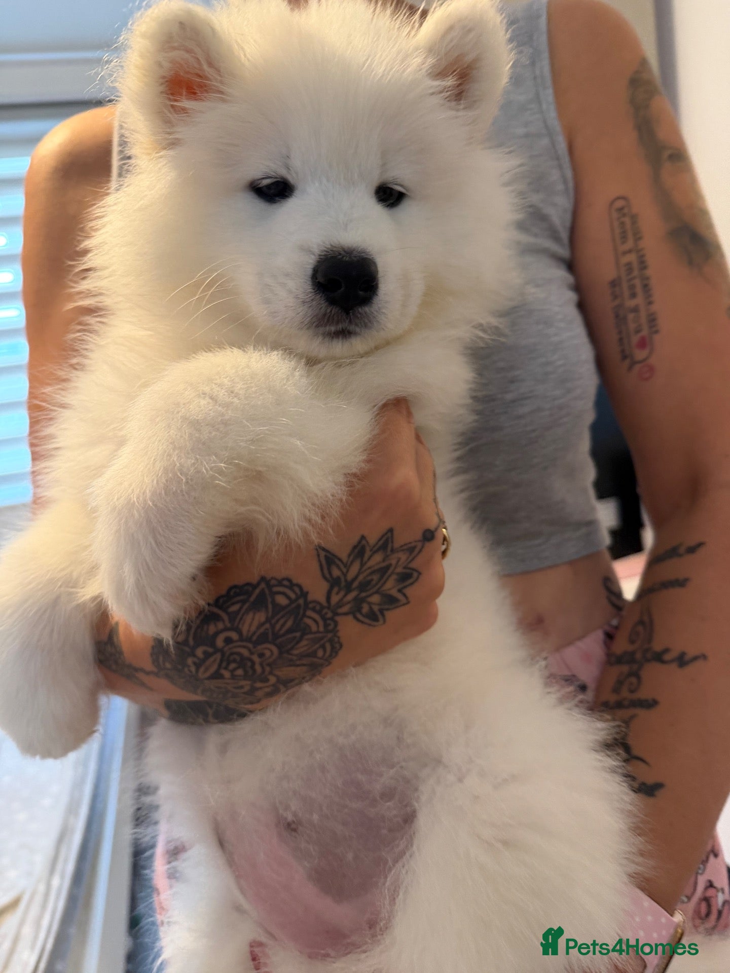 Samoyed dogs Beautiful pedigree kc Samoyed  - Advert 4
