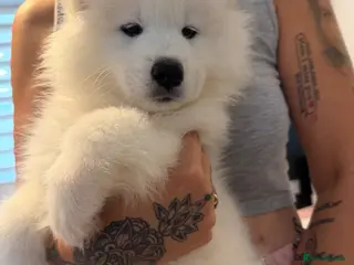 Samoyed dogs Beautiful pedigree kc Samoyed - Advert 4