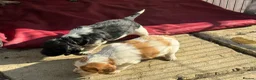 Brittany Spaniel dogs for sale: Stunning Brittany Spaniel - Advert 2
