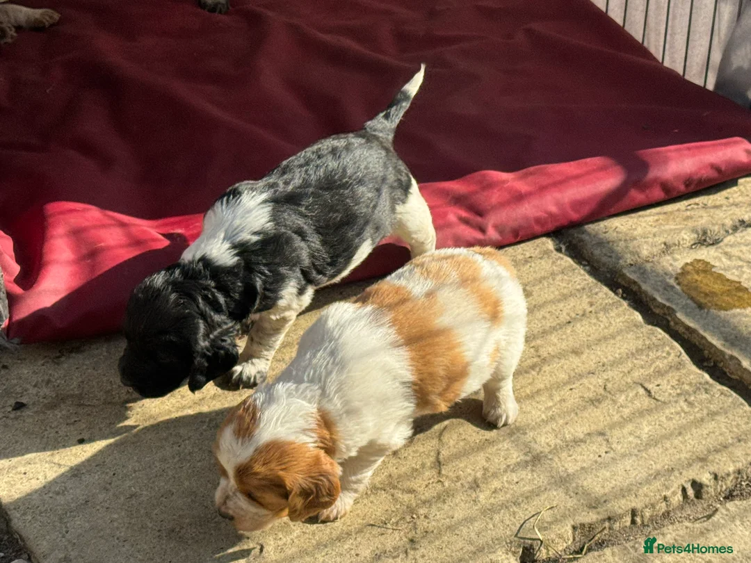Brittany Spaniel dogs for sale: Stunning Brittany Spaniel - Advert 2