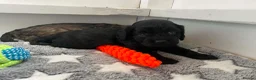 Cockapoo dogs for sale: Stunning American cockapoos in Wisbech - Advert 21