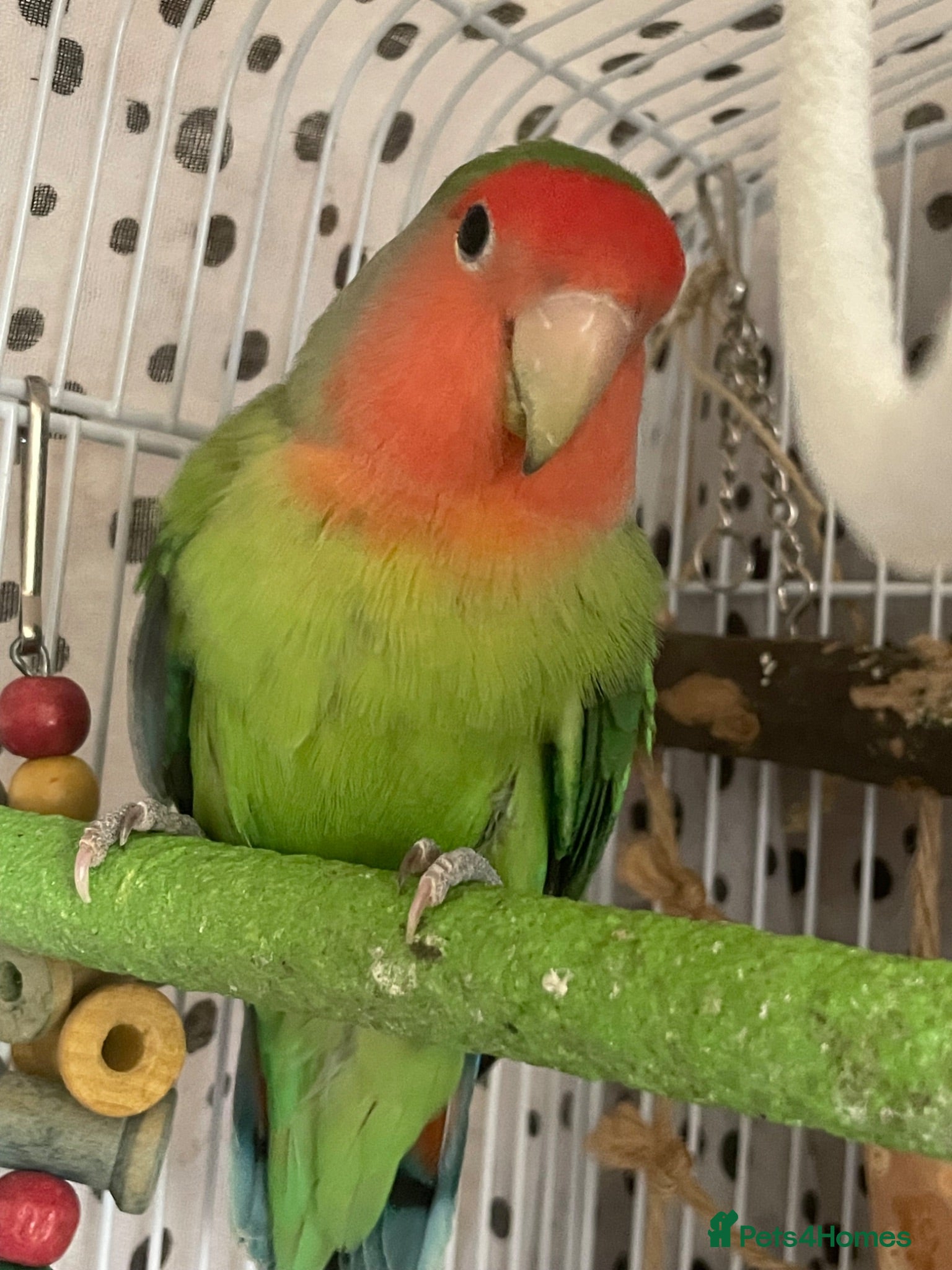 Lovebirds birds Beautiful baby lovebird - Advert 15