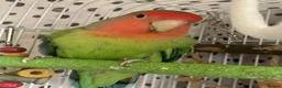 Lovebirds birds for sale: Beautiful baby lovebird - Advert 1