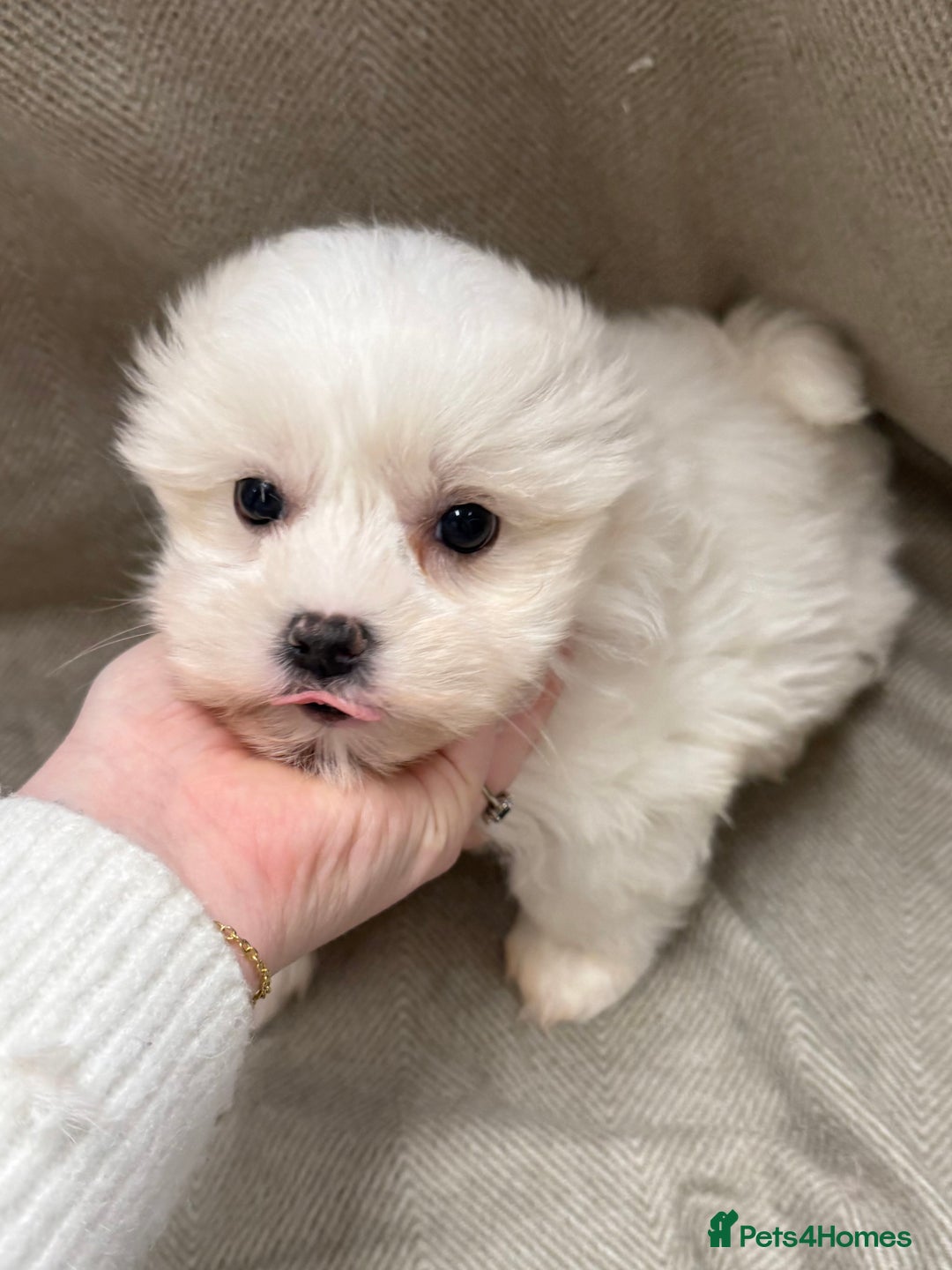 Maltese dogs for sale: Singleton male maltese - Advert 1