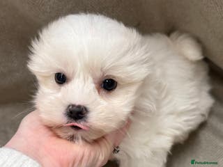 Maltese dogs Singleton male maltese - Advert 1