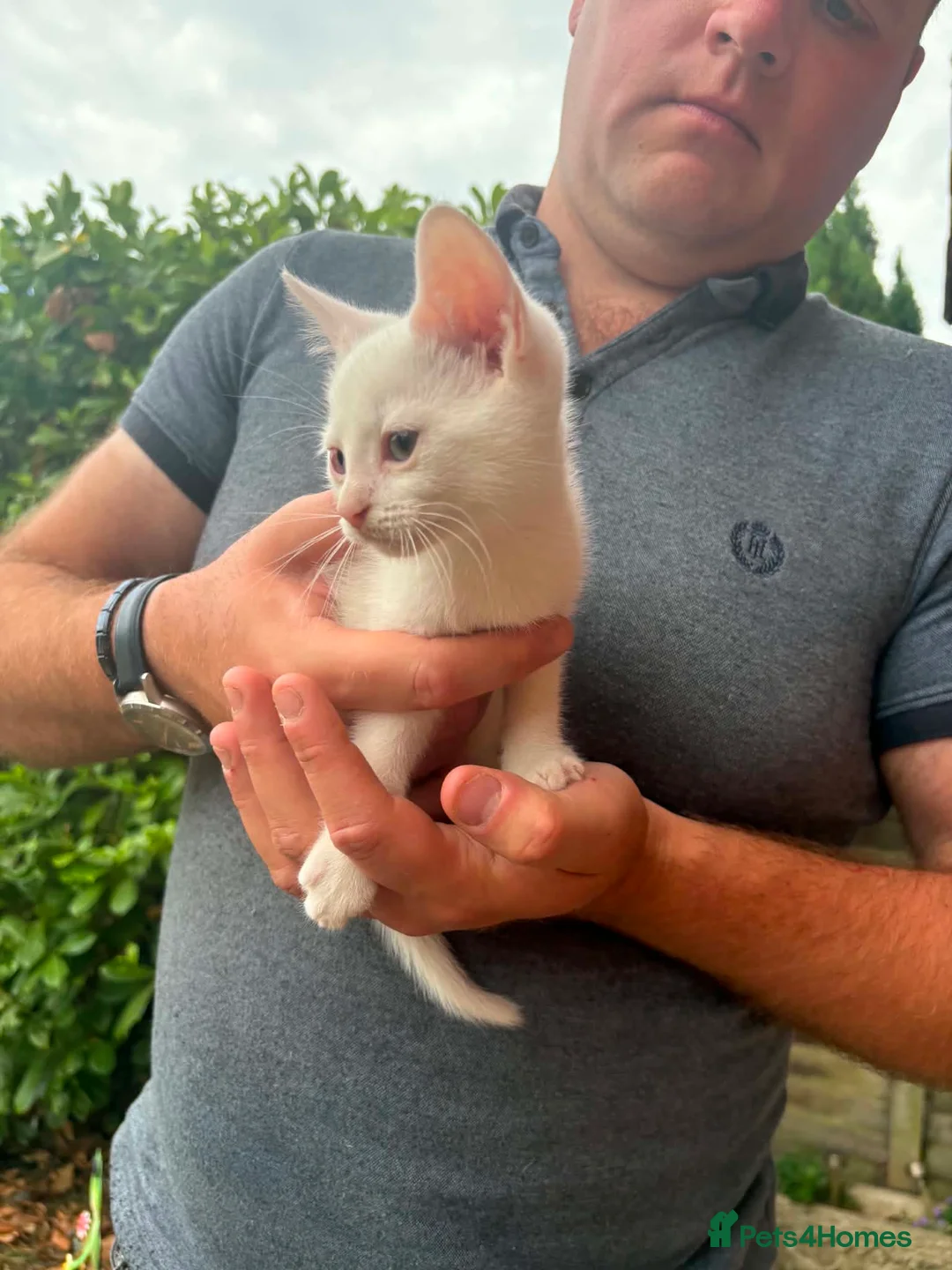 Mixed Breed cats for sale: British blue ragdoll x - Advert 2