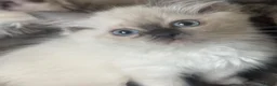 Ragdoll cats for sale: Beautiful pedigree ragdoll kittens  - Advert 2