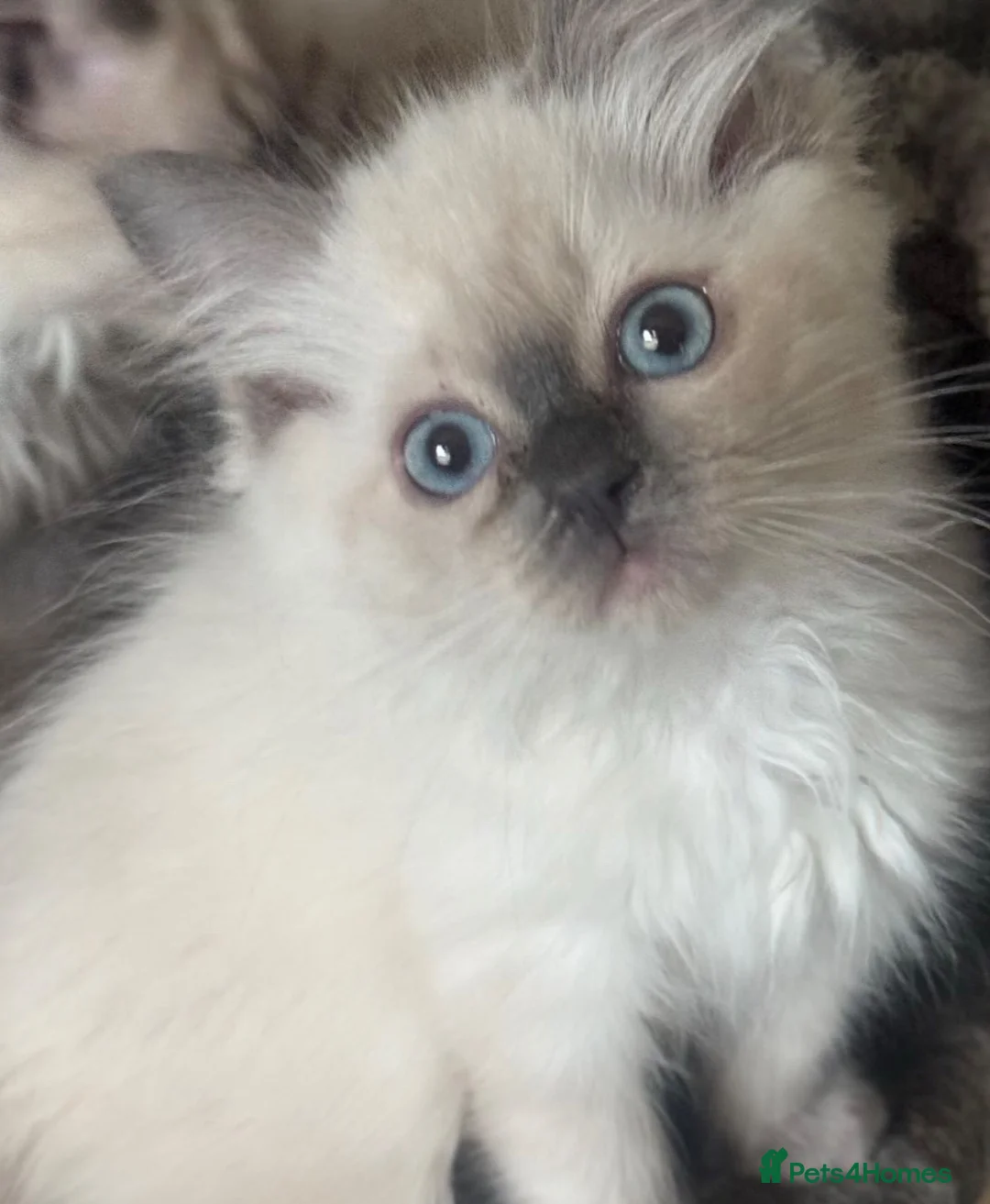Ragdoll cats for sale: Beautiful pedigree ragdoll kittens  - Advert 2