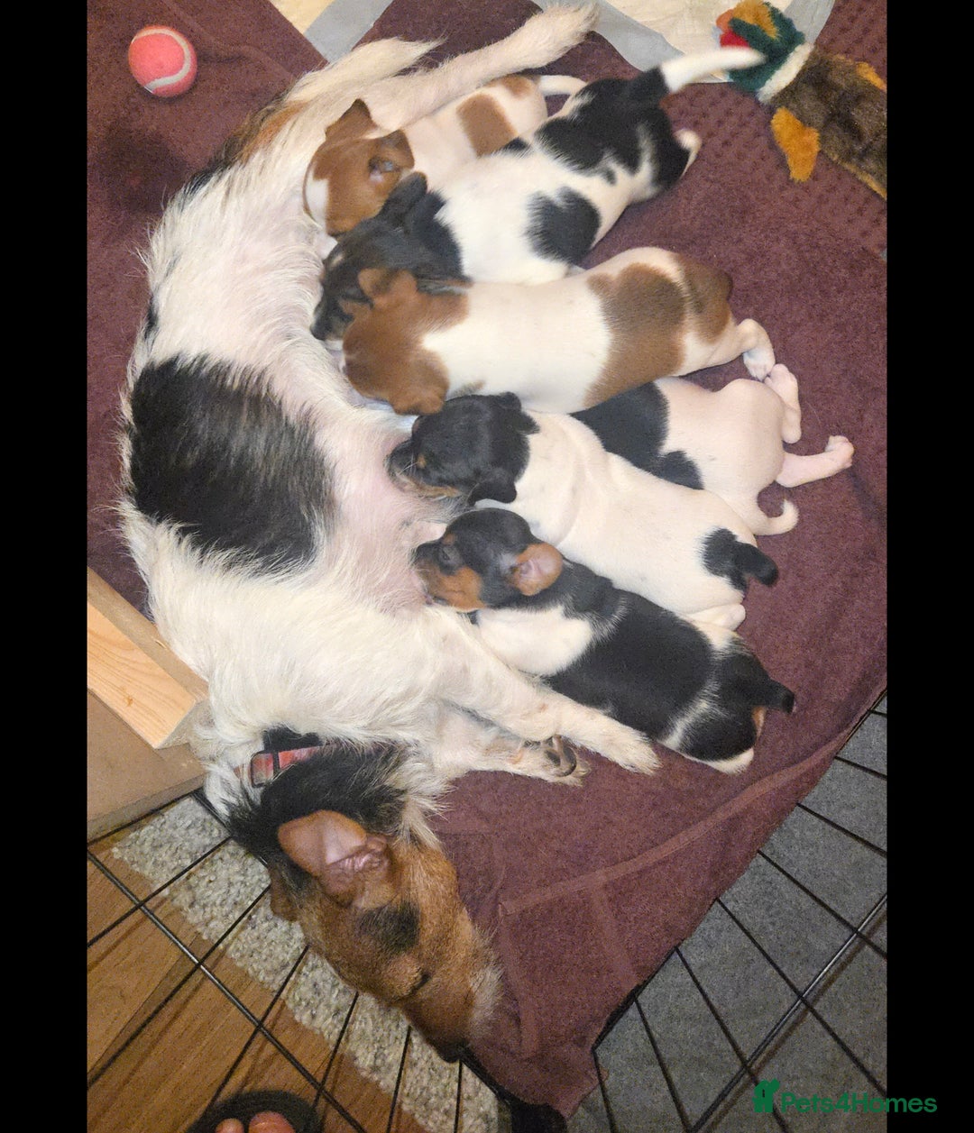 Jack Russell dogs for sale: Jack Russell puppies tri colour  - Advert 8