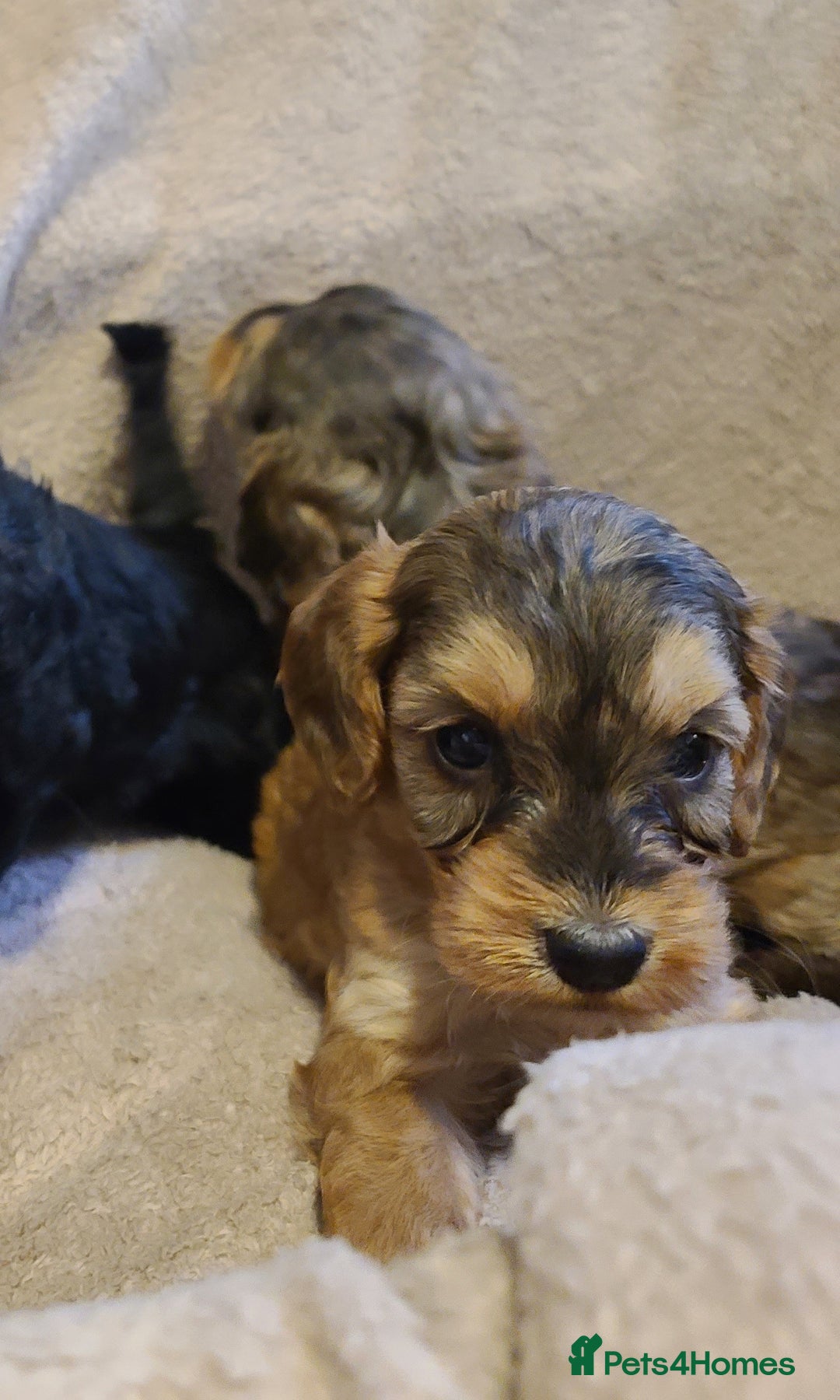 Cockapoo dogs for sale: Super Socialised F1 Cockapoo Puppies. DNA TESTED.  - Image 30