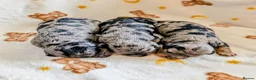 Cavapoo dogs for sale: Cavapoo puppies - Red, Merle, Black & tan - Advert 16