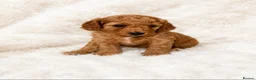 Cockapoo dogs for sale: F1BB Cockapoo Puppies , - Advert 3