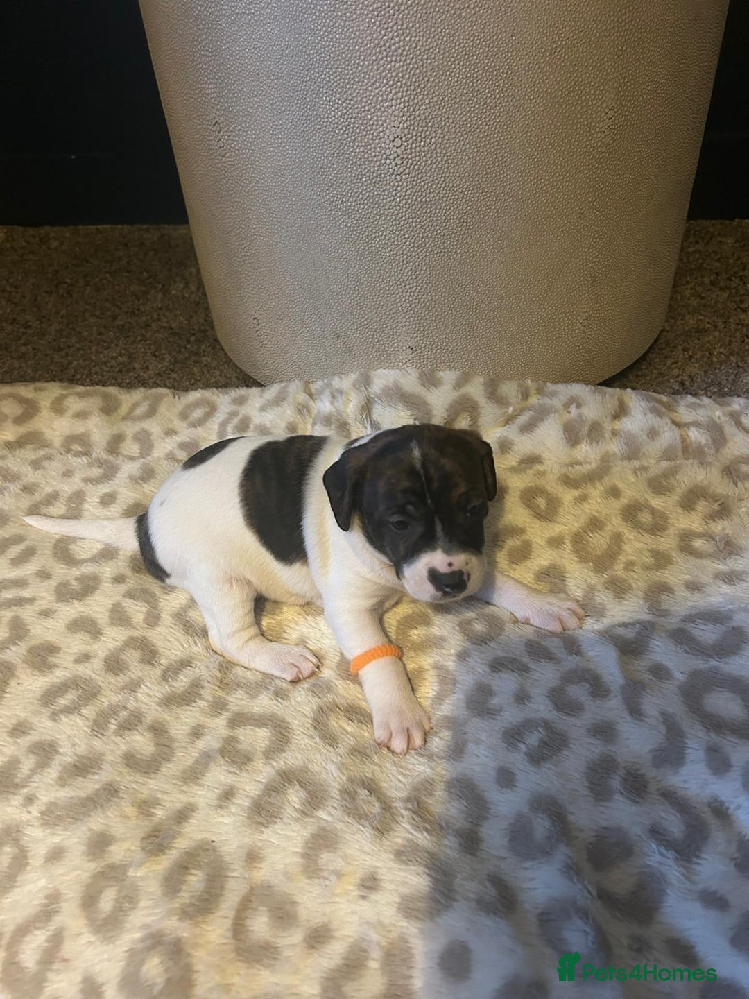 Mixed Breed dogs for sale: Jackastaff - Advert 6