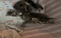 British Shorthair cats for sale: Poppys 4 lovely kittens  - Image 5
