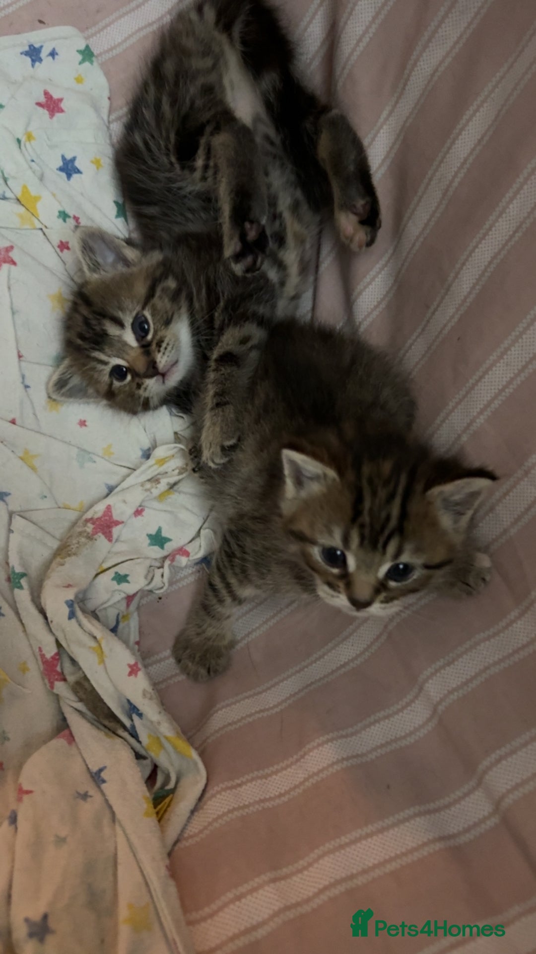 British Shorthair cats for sale: Poppys 4 lovely kittens  - Image 5