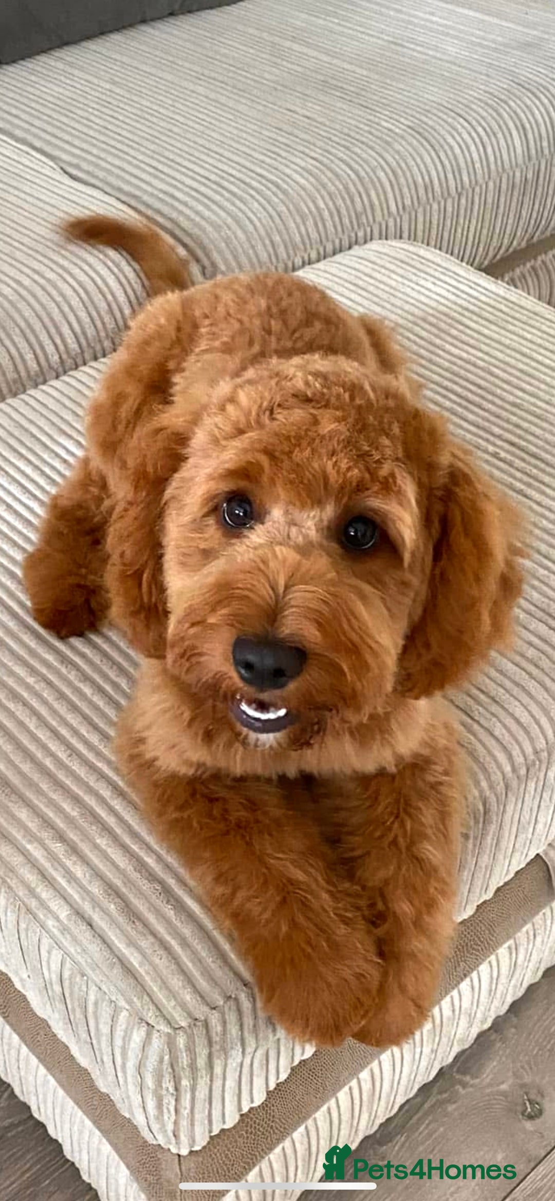 Cockapoo dogs for sale: Beautiful F1 cockapoo Waffle - Advert 1