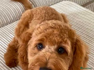 Cockapoo dogs Beautiful F1 cockapoo Waffle - Advert 1