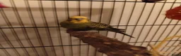 Budgerigars birds for sale: 1 male budgie URGENTLY NEEDS REHOMING - Advert 2