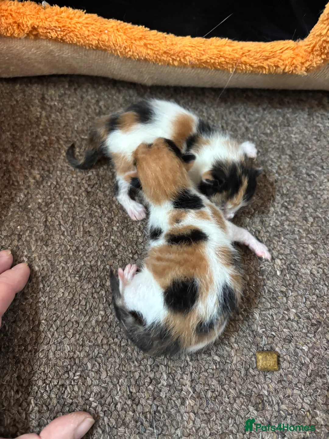Mixed Breed cats for sale: Three calico kittens  - Advert 2