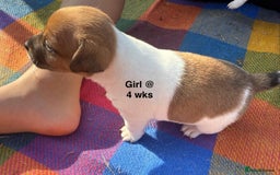 Jack Russell dogs for sale: Jack Russel Pups Short Legged - Image 4