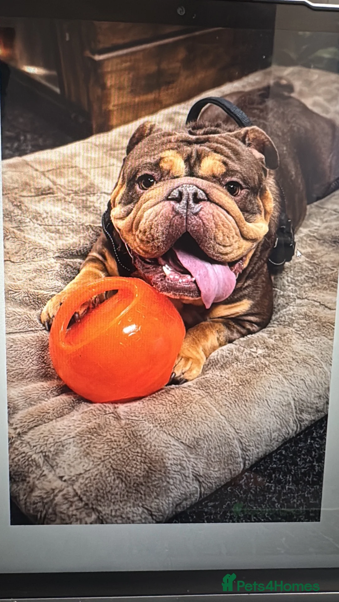 English Bulldog dogs for sale: Heartbreaking Sale English Bulldog in Feltham - Advert 2