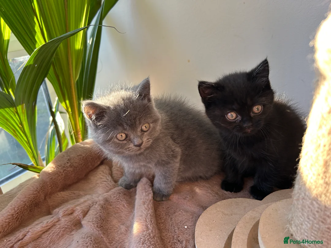 British Shorthair cats for sale: 2 female british shorthair kittens ready to go  - Advert 12
