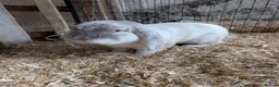 French Lop rabbits for sale: Purebred French Lop Buck  in Holt - Advert 3