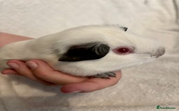 Guinea Pig rodents for sale: Male Californian guinea pig - Image 7