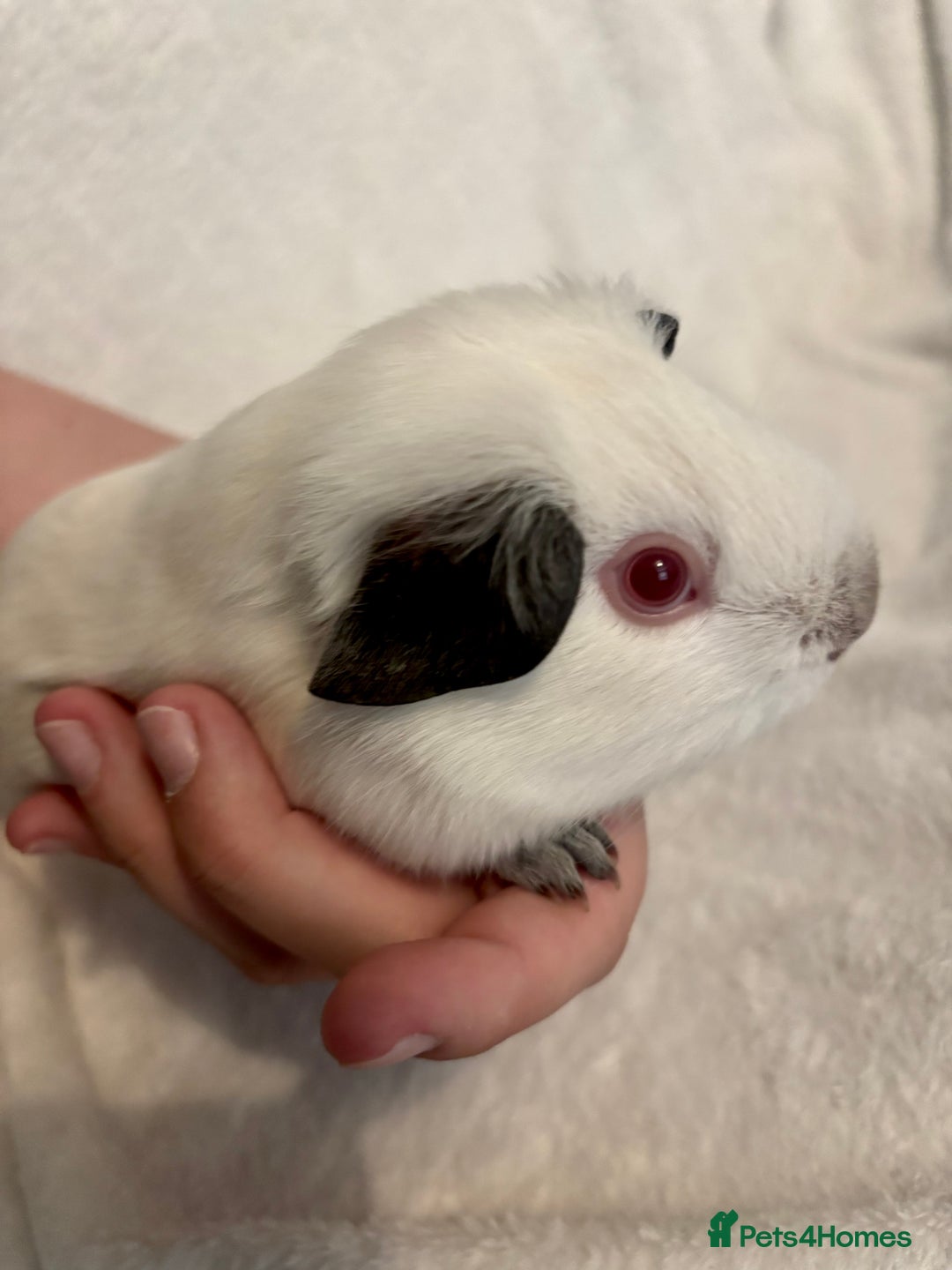 Guinea Pig rodents for sale: Male Californian guinea pig - Image 7