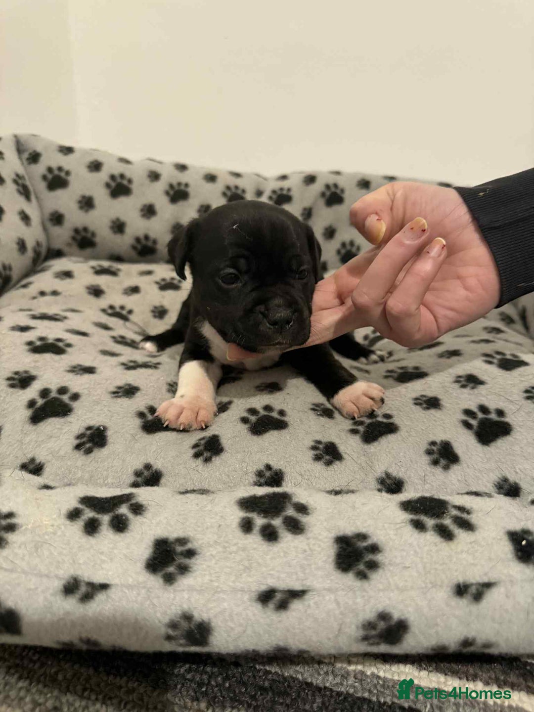 Staffordshire Bull Terrier dogs for sale: Champion lines Staffordshire Bull terrier puppies - Image 18