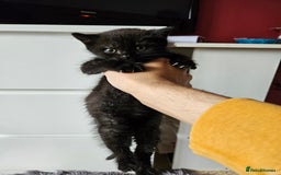 British Shorthair cats for sale: British shorthair mix  - Image 4